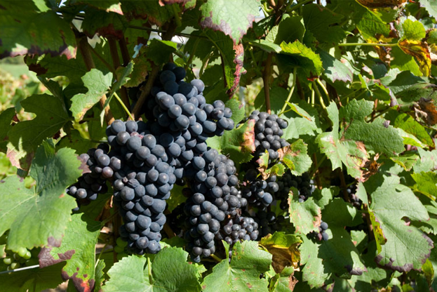 Pinot Noir Cépage Champagne