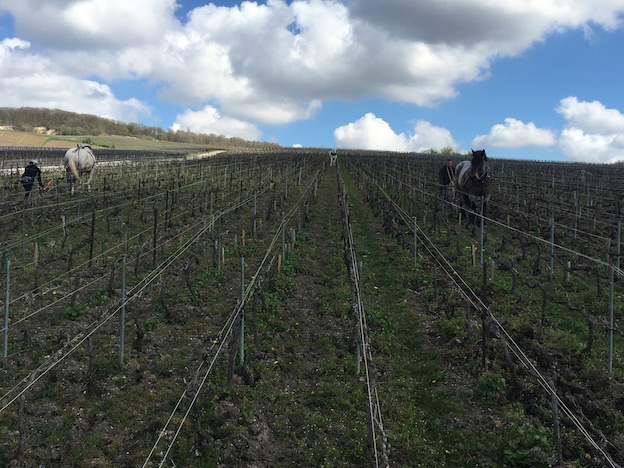 Parcelle La Goutte d'Or à Aÿ grand cru labourée par les chevaux