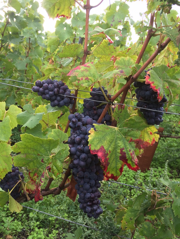 Grappe des Pinots Noirs premier crus de la parcelle que vous avons vendangés