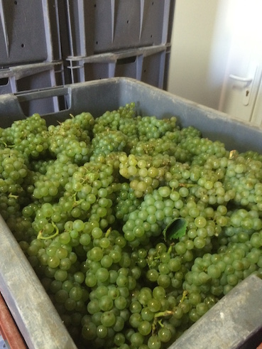 Chardonnay de chez Gimonnet-Gonet / Côte des Blancs