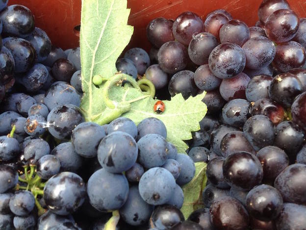 Pinot Noir de chez Louis Dehu / Vallée de la Marne