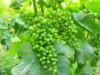 pinotblanc