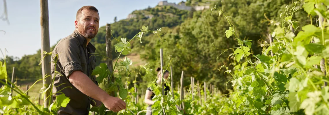 Vignes BIO et vinification des Rhônes de Rémy Nodin